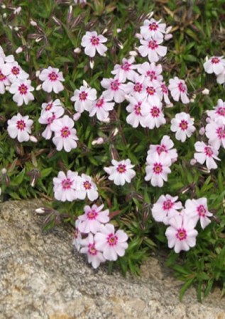 PHLOX subulata Coral Eye